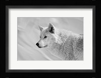 White Wolf BW Fine Art Print