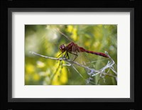 Red Dragonfly On White Stem Fine Art Print