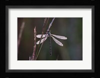 Dragonfly And Magenta Stems Fine Art Print