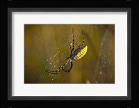 Yellow Spider On The Web Fine Art Print