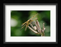 Orange Dragonfly On White Branch I Fine Art Print
