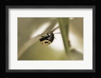 Yellow Ladybug On Blade Of Grass Framed Print