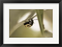Yellow Ladybug On Blade Of Grass Framed Print