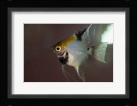Angel Fish I Fine Art Print