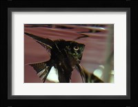Angel Fish II Fine Art Print