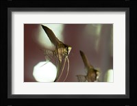 Angel Fish III Fine Art Print