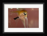 Angel Fish X Fine Art Print