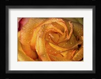 The Rose Orange Closeup Fine Art Print