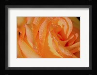 The Rose Orange And Raindrops Fine Art Print