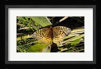 Shades Of Nature Butterfly On Grass Fine Art Print
