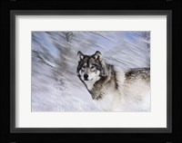 River Wolf I Framed Print