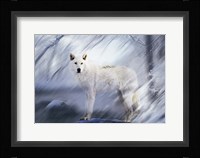 River Wolf II Framed Print