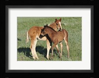 Wildhorses 11 Fine Art Print