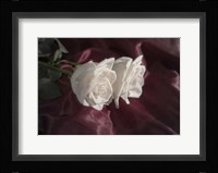 White Rose Duo Fine Art Print
