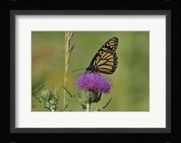 Orange Butterfly On Purple Flower Closeup Fine Art Print