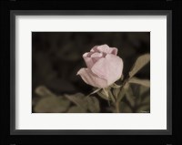 Pink Flower Closeup II Framed Print