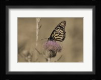 Black And White Butterfly On Flower Fine Art Print