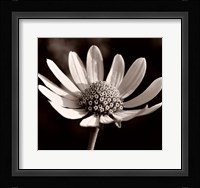 Buffalo River Flower 13 Fine Art Print