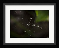 Dew Drops On Web Fine Art Print