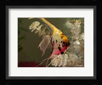 Angel Fish XIV Fine Art Print