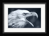 Bald Eagle 4 Fine Art Print