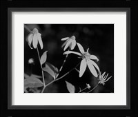 Wildflowers 10 Fine Art Print