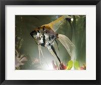 Angel Fish XIII Fine Art Print