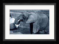 African Elephant Fine Art Print