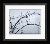 Ice Branch 1 Fine Art Print