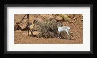 Monument Valley Goats 17 Fine Art Print