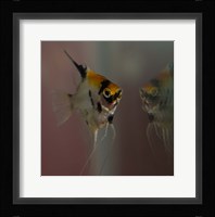 Angel Fish VII Fine Art Print