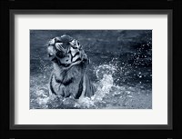 Tiger Splash Fine Art Print
