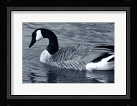 S Goose Fine Art Print