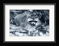 Raccoon 2 Fine Art Print