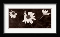 Buffalo River Flowers II Fine Art Print