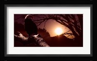 Eagle Sunrise Fine Art Print
