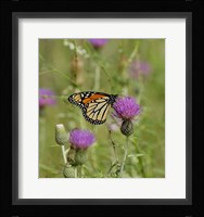 Orange Butterfly On Purple Bloom Fine Art Print