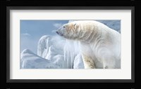 Arctic Frost Bear Fine Art Print