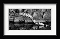 Ash River 11 Fine Art Print