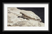 Canyonland Small Lizard 19 Fine Art Print