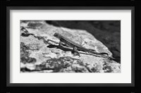 Canyon Land Lizard Fine Art Print