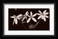 Buffalo River Flowers I Fine Art Print