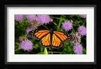 Monarch 3 Fine Art Print