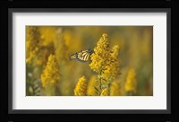 Monarch 7 Fine Art Print