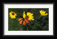Monarch 1 Fine Art Print