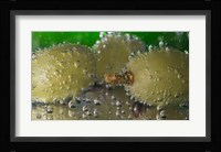 Green Grapes Underwater Fine Art Print