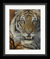 Night Vision Fine Art Print