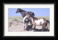 Wild Horses 9 Fine Art Print