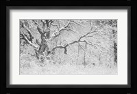 Buffalo Tree In Snow Fine Art Print