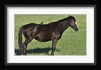 Wildhorses 21 Fine Art Print